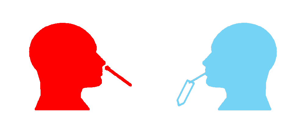 PCR検査方法の概念図　左：鼻腔咽頭鼻ぬぐい液採取／右：唾液採取